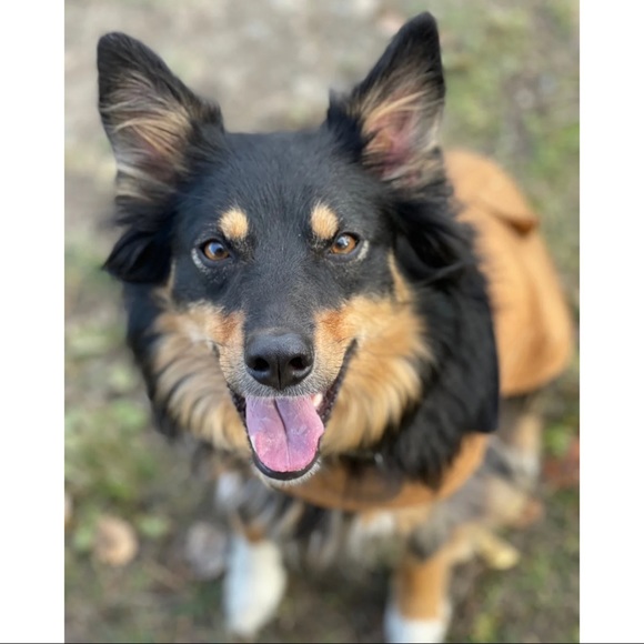 ⓓ ⓞ ⓖ ⓖ ⓞ ⓕ ⓡ ⓘ ⓔ ⓝ ⓓ ⓛ ⓨ - Picture 1 of 5